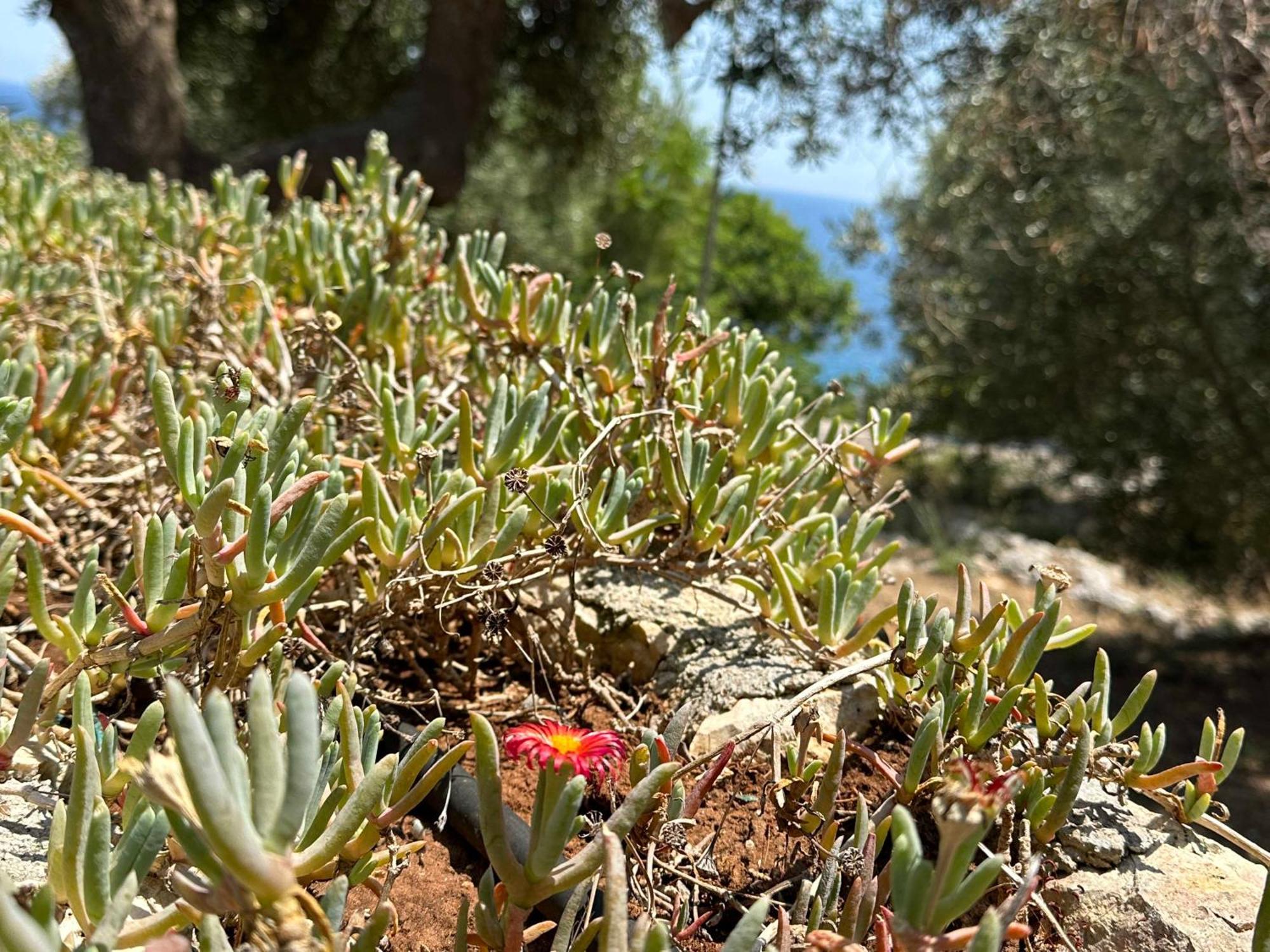 Villetta Dagre Fronte Mare Marittima Exteriör bild