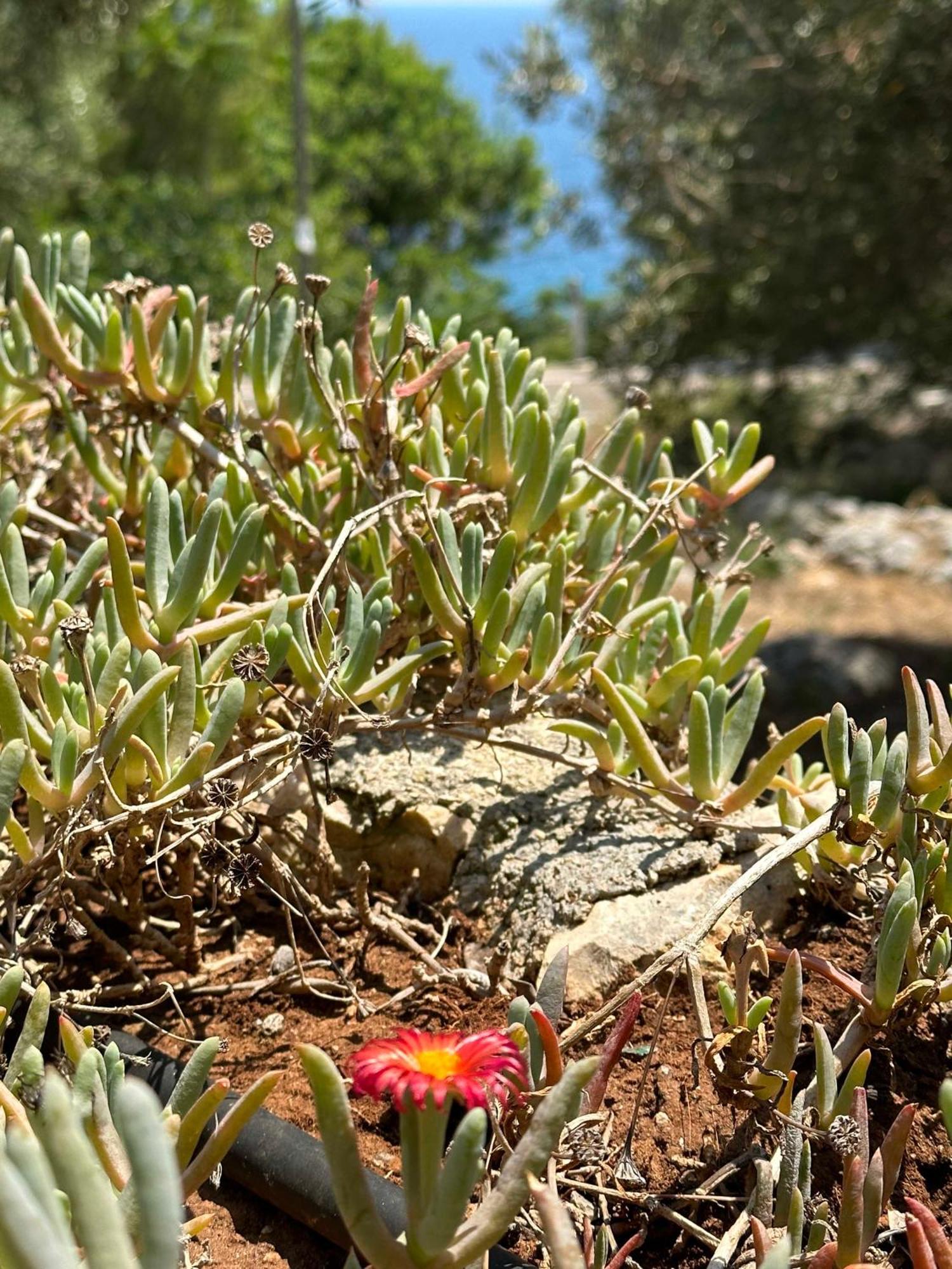 Villetta Dagre Fronte Mare Marittima Exteriör bild